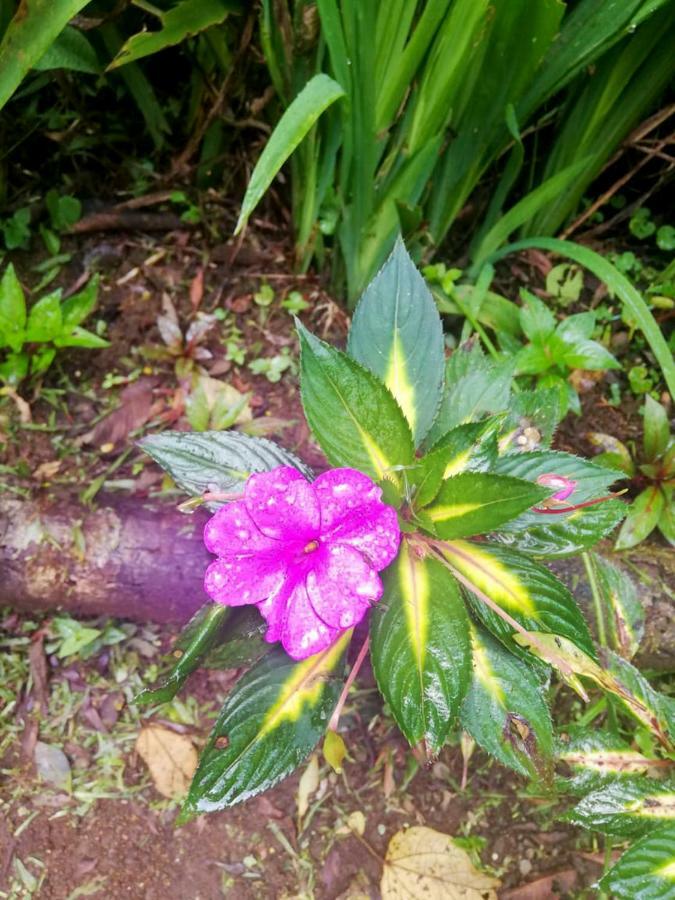Cabanas Las Orquideas Zapotal  Buitenkant foto